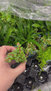 Rotala Rotundifolia Orange Juice Video