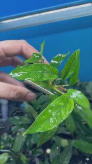 Anubias Minima Variegata