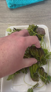 Nymphoides Aquatica 'Banana' Video