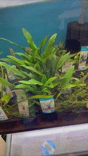Cryptocoryne Lucens Video