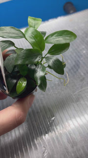 Anubias Nana Mini