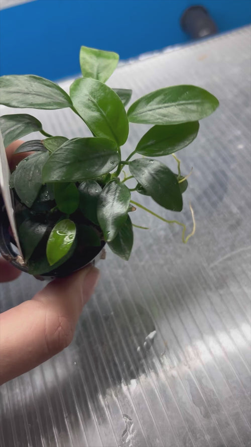 Anubias Nana Mini