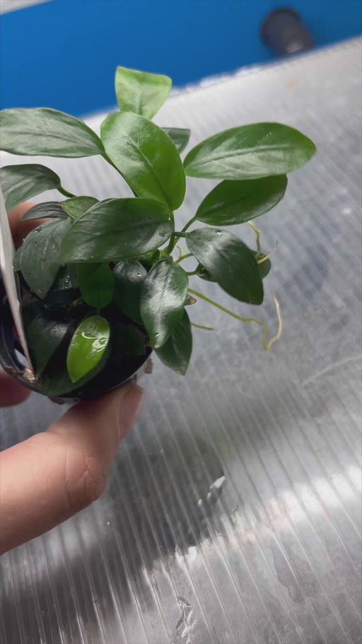 Anubias Nana Mini
