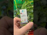 Crinum Calamistratum video