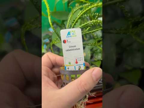 Crinum Calamistratum video