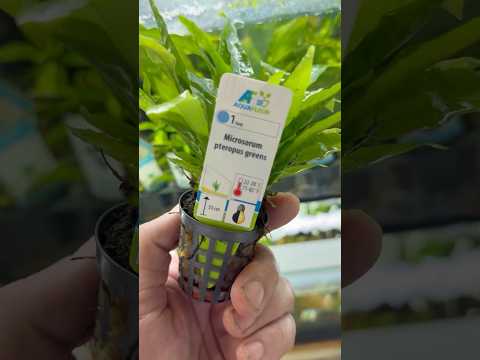 Premium Microsorum Pteropus Greens Video