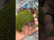 3 gats cocosgrot Javamos video