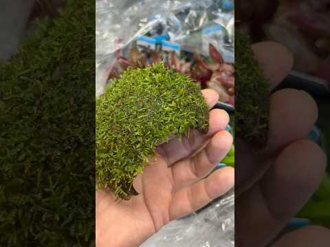 3 gats cocosgrot Javamos video