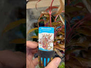 Alternanthera Reineckii 'Mini' video
