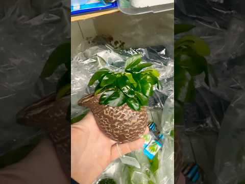 Deco Pot Anubias Video