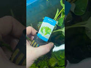 Saururus Cernuus video