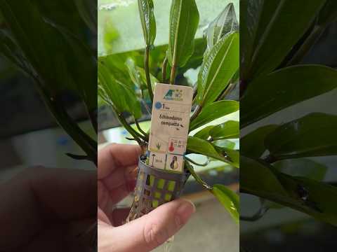 Premium Echinodorus Compacta Video