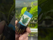Microsorum Pteropus video