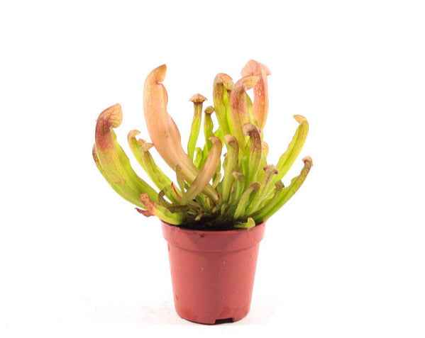Sarracenia Mix