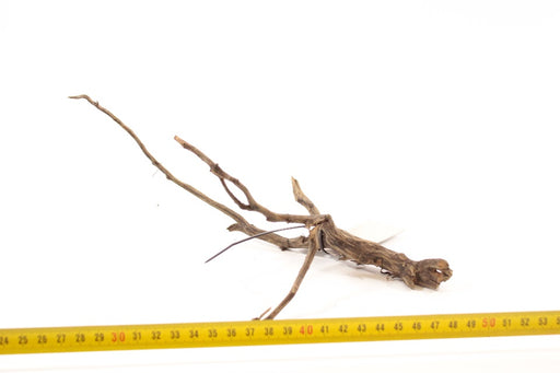 Scaper Roots - Aquascape - Aquariumdecoratie — Aquariumplantenshop
