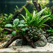 Sfeerbeeld voor de Hout- en Steen Plantenmix
