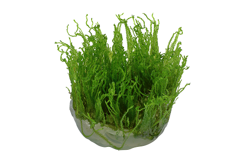 Tropica Taxiphyllum 'Taiwan Moss' 1-2-Grow!