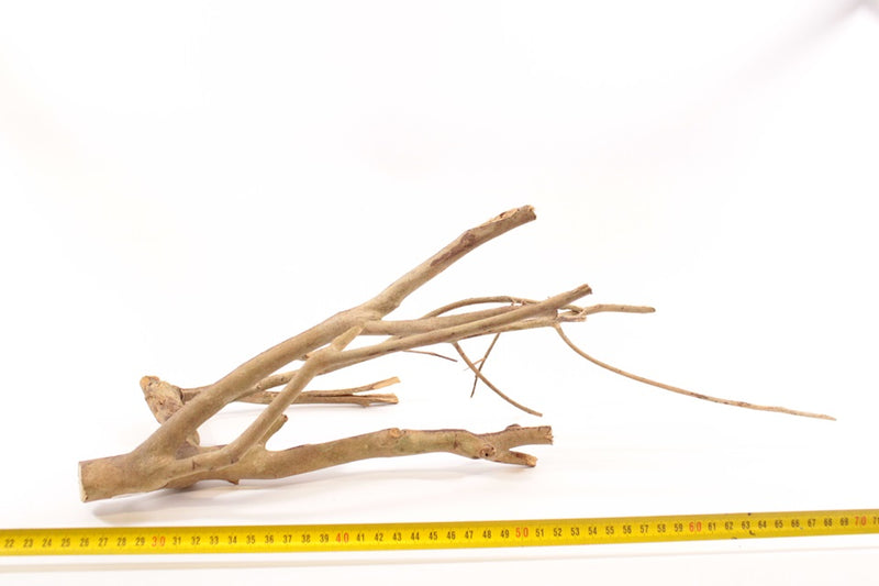 Talawa Holz M 1