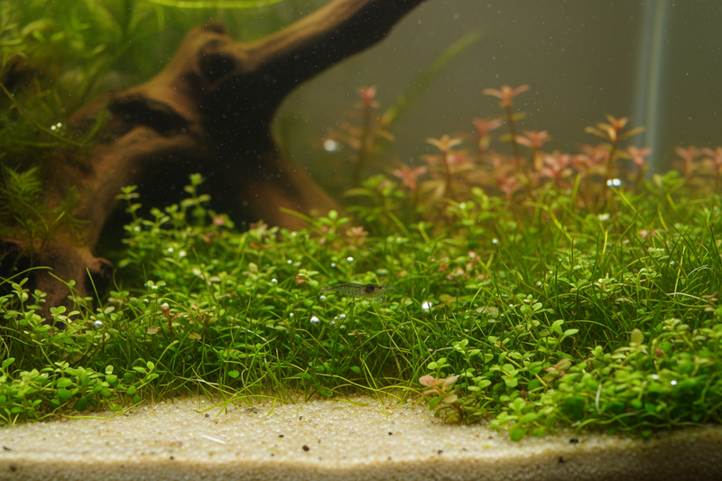 Voorzone planten - 30 cm Aquarium Plantenmix