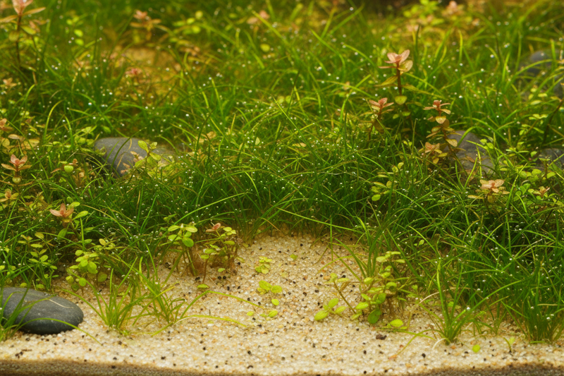 Voorzone planten 60 cm Aquarium Plantenmix