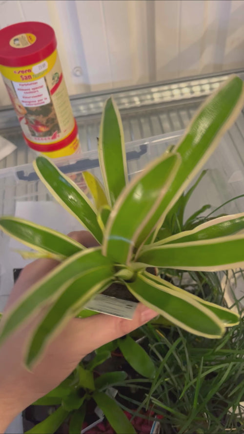 Neoregelia Fireball Variegata Video