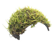 1 gats cocosgrot Javamos - Aquariumplantenshop
