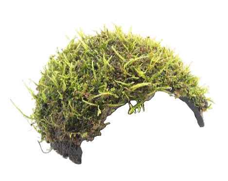 1 gats cocosgrot Javamos - Aquariumplantenshop