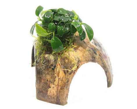 3 gats cocosgrot met Anubias