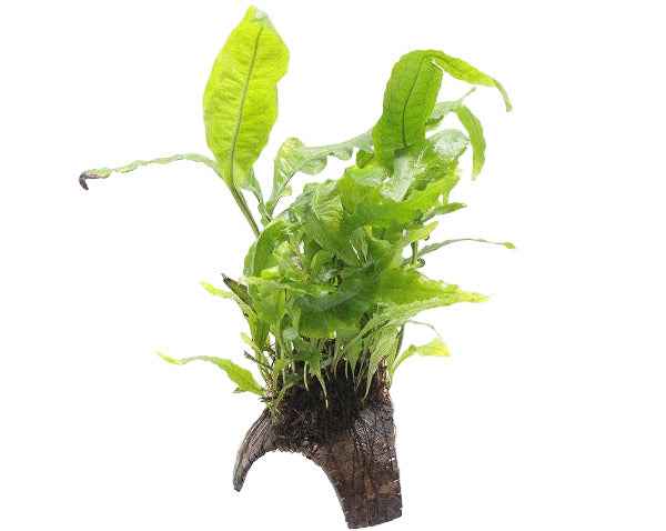 3 gats cocosgrot Microsorum