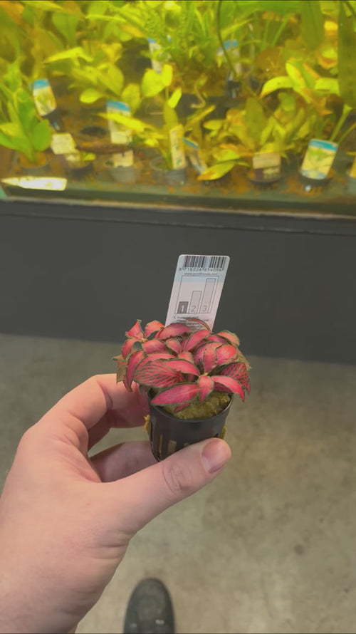 Fittonia Forrest Flame Video