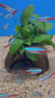 3 gats cocosgrot met Anubias video