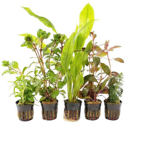 Achterzone Aquariumplanten Mix