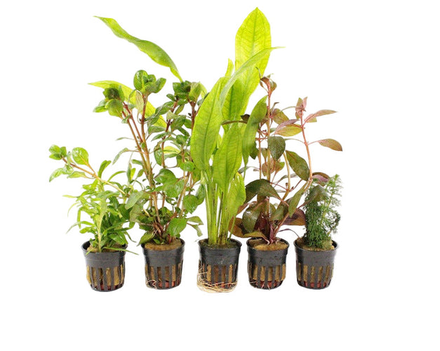 Achterzone Aquariumplanten Mix - Aquascape - Plantenmix