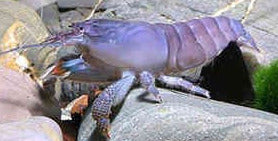 Atya Gabonensis - Afrikaanse Waaierhandgarnaal