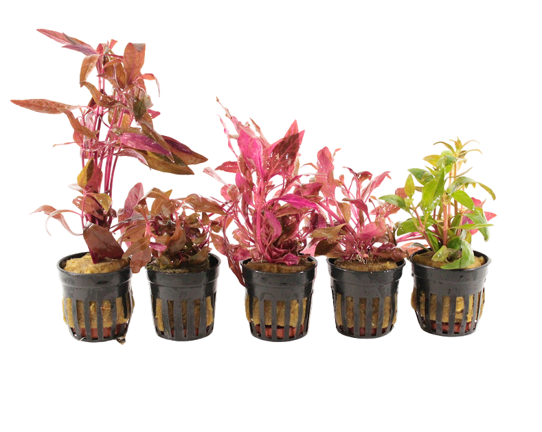 Alternanthera Aquariumplanten Mix