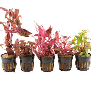 Alternanthera Aquariumplanten Mix