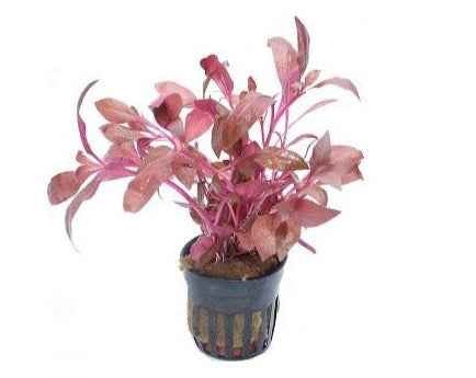 Alternanthera Cardinalis