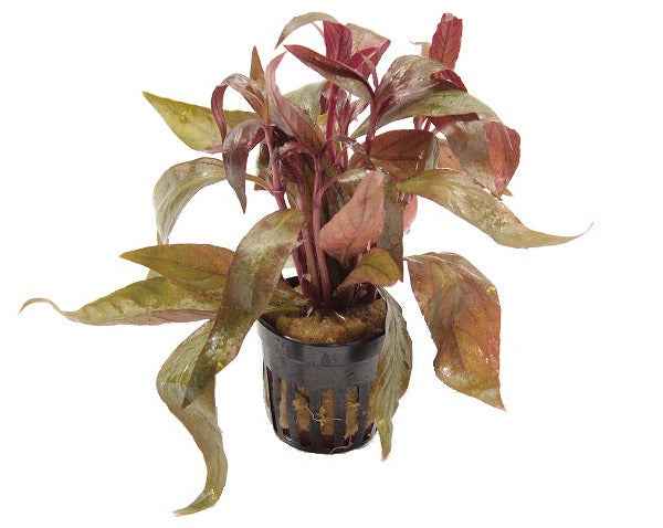 Alternanthera Lilacina