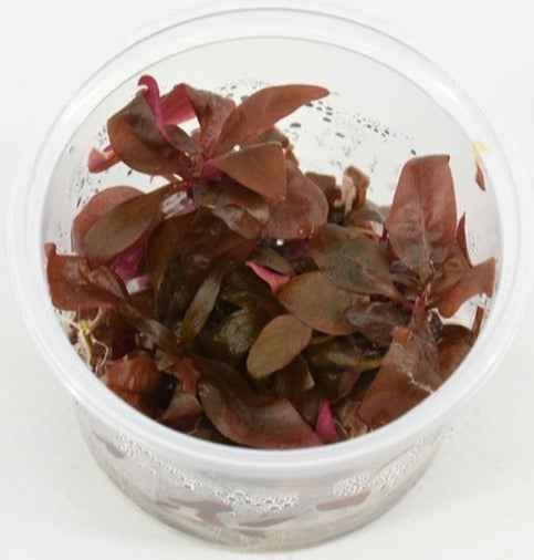 Alternanthera Minima - In Vitro