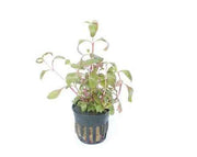 Alternanthera Reineckii
