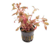 Alternanthera Reineckii 'Mini'