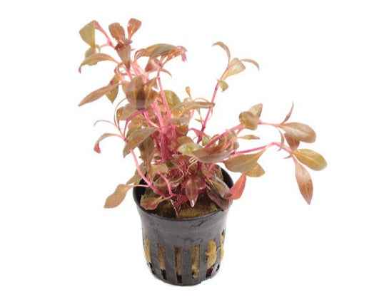 Alternanthera Reineckii 'Mini'