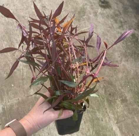 Alternanthera Rosaefolia XL