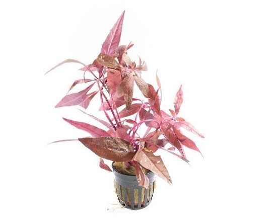 Alternanthera Sessilis