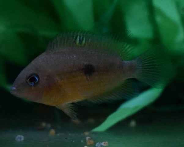 Amatitlania Myrnae