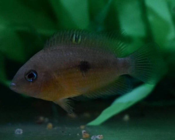 Amatitlania Myrnae - Aquariumvissen