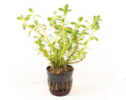 Ecoscape Ammania sp. 'Bonsai' - In Vitro