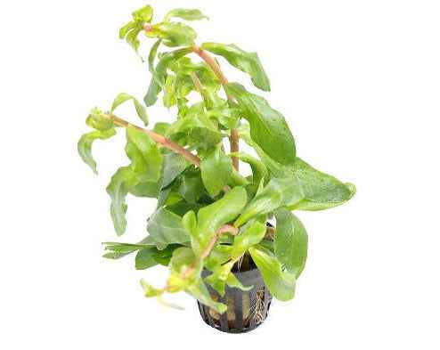 Ammania Senegalensis