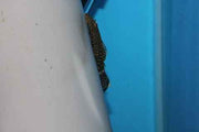Ancistrus Leucostictus