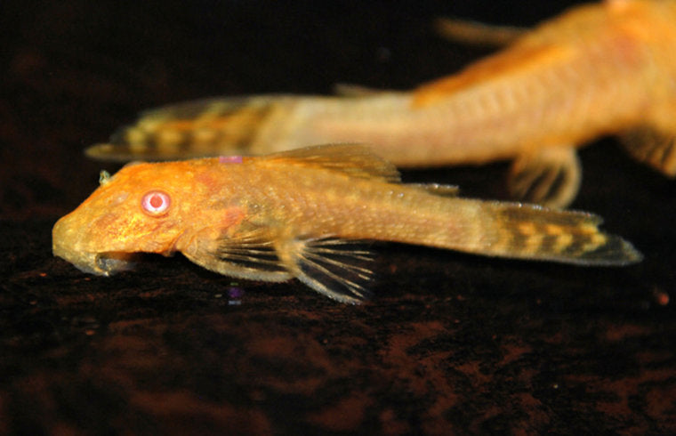 Ancistrus Goud Albino